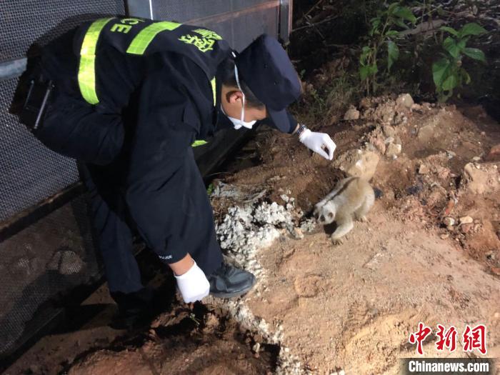 云南德宏：蜂猴觅食迷路民警“包吃包住包接送”