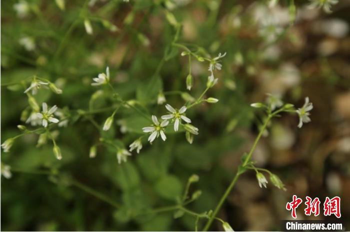 浙江天台发现植物新种“华顶卷耳”系极小种群物种