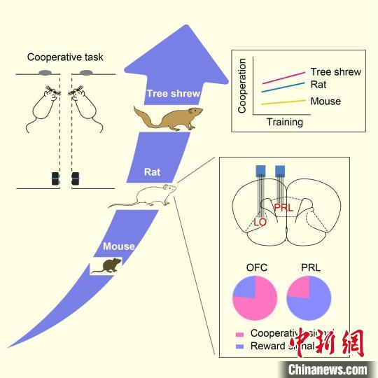 哺乳动物合作行为的演化及其神经表征 中国科学院脑科学与智能技术卓越创新中心 供图