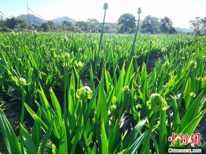 广州市增城区荔城街棠厦村“我要花”基地 广州市增城区委宣传部 供图