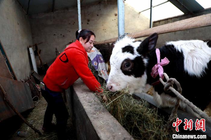 图为脱贫户孙腊兄为牛添加草料。　石延寿 摄