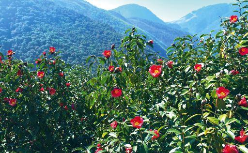 红色山茶花。图片来自林清轩天猫旗舰店。