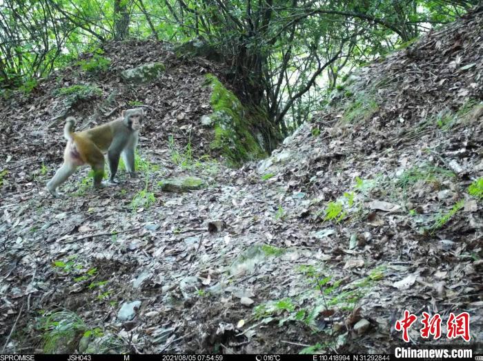 湖北巴东金丝猴国家级自然保护区开建“千里眼”