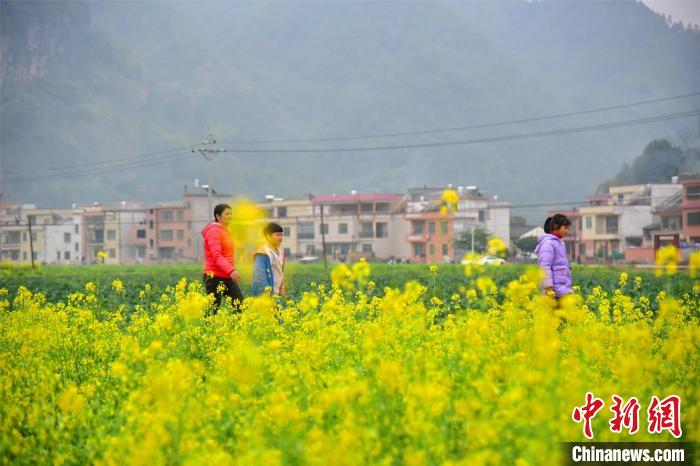 粤北连州十万亩油菜花盛开吸引游客