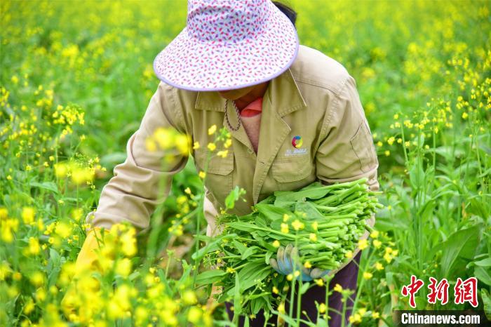 菜农采摘连州菜心 曾令华 摄