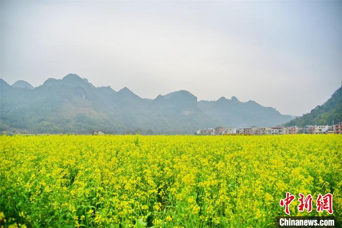 大片油菜花 曾令华 摄