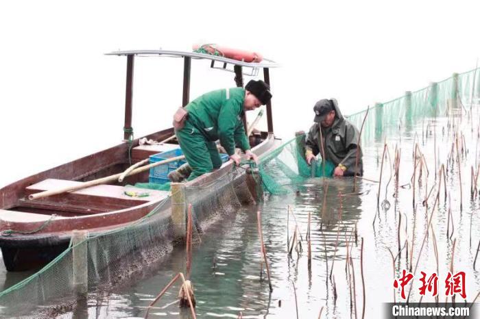 西湖景区水域管理处工作人员更换荷区围网。　江志清 摄