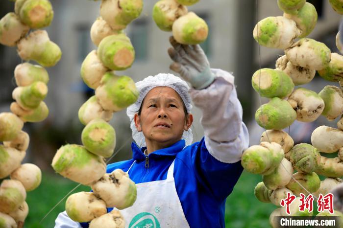 自贡农民晾晒大头菜。　王磊 摄