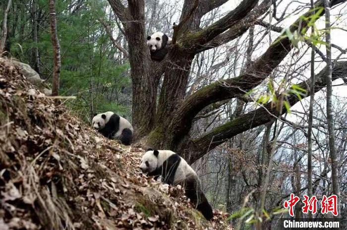 秦岭深山守护大熊猫三十载：从“偶遇”到“定期相遇”大熊猫“家园”越来越好