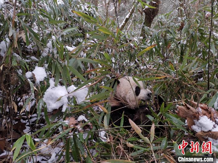 竹林中进食的大熊猫(资料图)。　何义文 摄