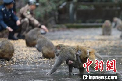 龙王山保护区的野猴 项飞 摄