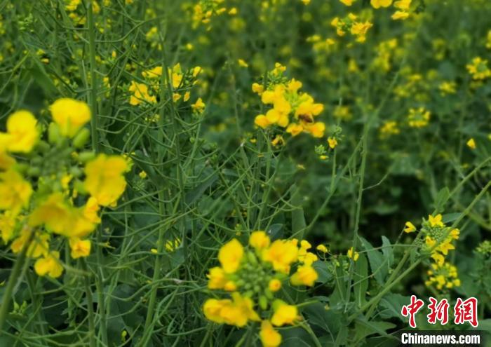 大地铺上“金色地毯”广州增城300亩油菜花盛开