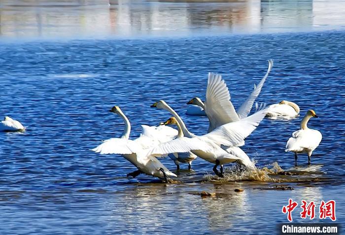 图为察尔汗盐湖湿地的大天鹅。　格尔木市委宣传部 供图