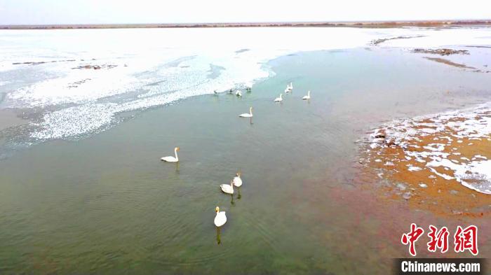 大批野生天鹅悠闲地嬉戏、捕食。　鲁红光 摄