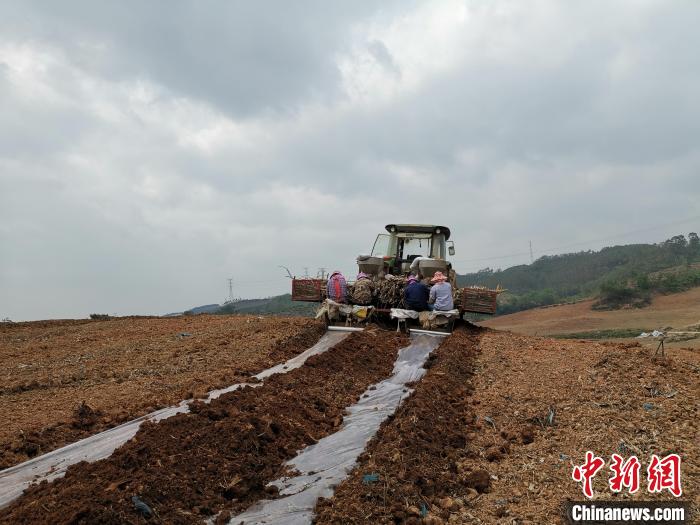 田东县祥周镇登明农机合作社社员在种植甘蔗。　百色市农机中心供图