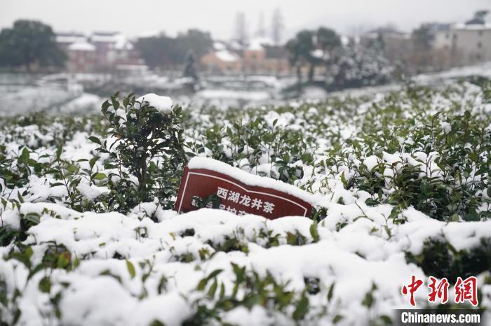 近一月长三角出现5轮雨雪过程浙南春茶开采期推迟