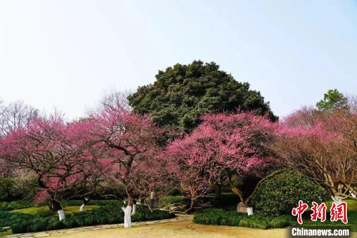 杭州植物园梅花盛开。　江水恒 摄