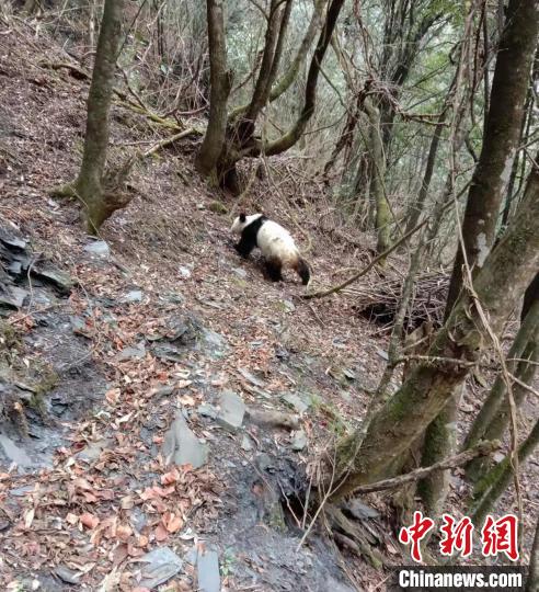 大熊猫独自玩耍 杨学全 供图