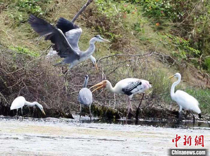 广东茂名发现国家一级重点保护鸟类彩鹳