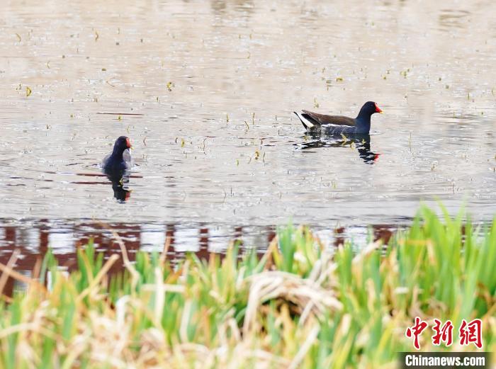 鸟类在任泽区牛尾河觅食、嬉戏。　刘云洲 摄