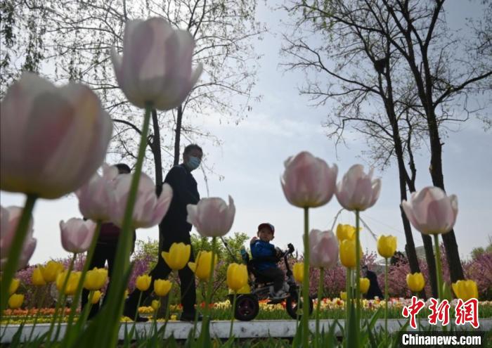 游客在花间穿行 翟羽佳 摄