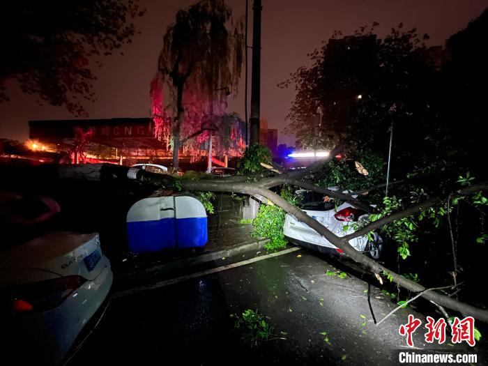 图为被狂风吹断的树木压住路边车辆。　重庆沙坪坝消防救援支队供图