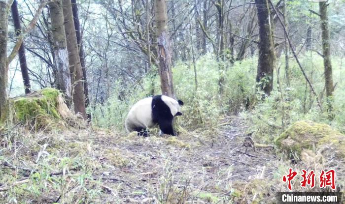 四川天全：野生大熊猫“嗅气味”找伴侣