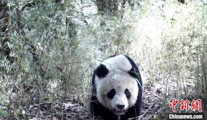 大熊猫求偶 天全县融媒体 供图