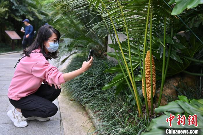 广西南宁青秀山千年苏铁园铁树“组团”开花