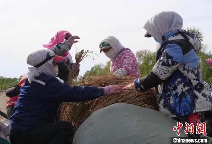 图为挑选黄芪。　张晋一 摄