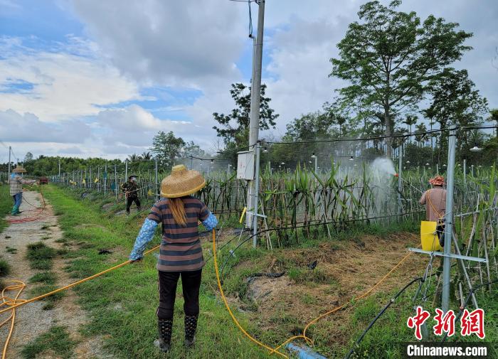 什巴村火龙果产业基地的员工既是当地村民又是产业工人。　王晓斌 摄