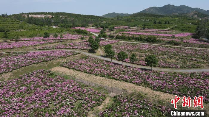 取缔百余煤场河北邯郸废弃矿山开采区变生态公园