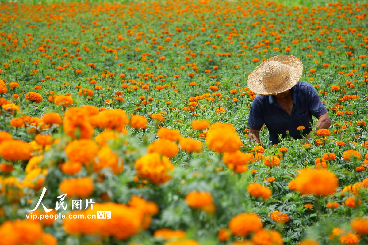 2022年7月23日，在云南省曲靖市沾益区金龙街道桃园社区的农田里，花农采摘万寿菊。