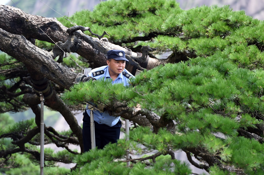 8月14日，胡晓春对迎客松的支撑杆进行检查。新华社记者 周牧 摄