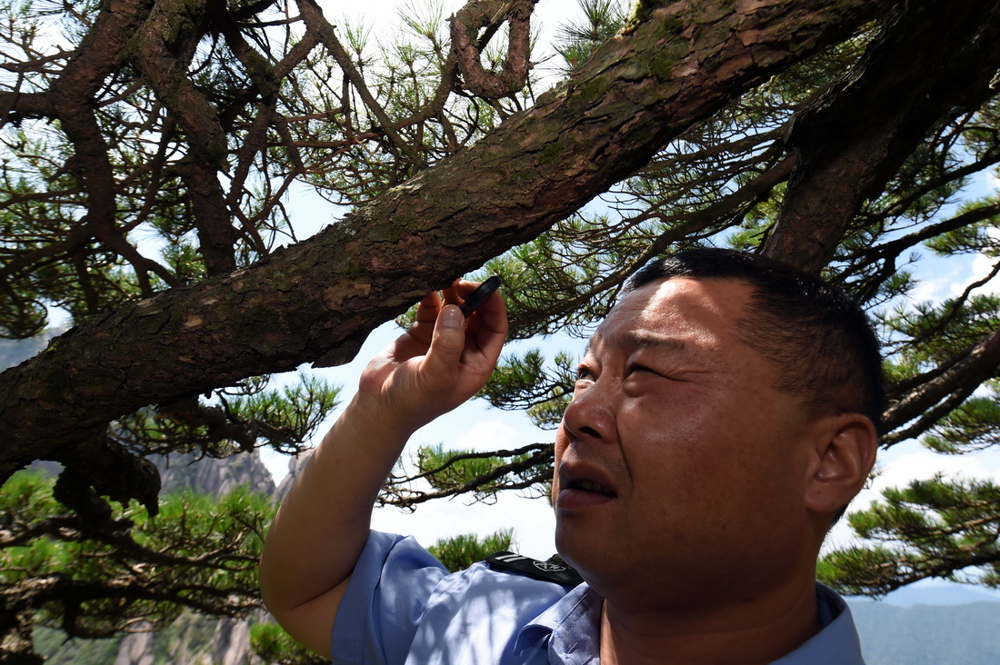 8月14日，胡晓春用放大镜检查迎客松的树皮和纹理，以便及时发现病虫害。新华社记者 周牧 摄