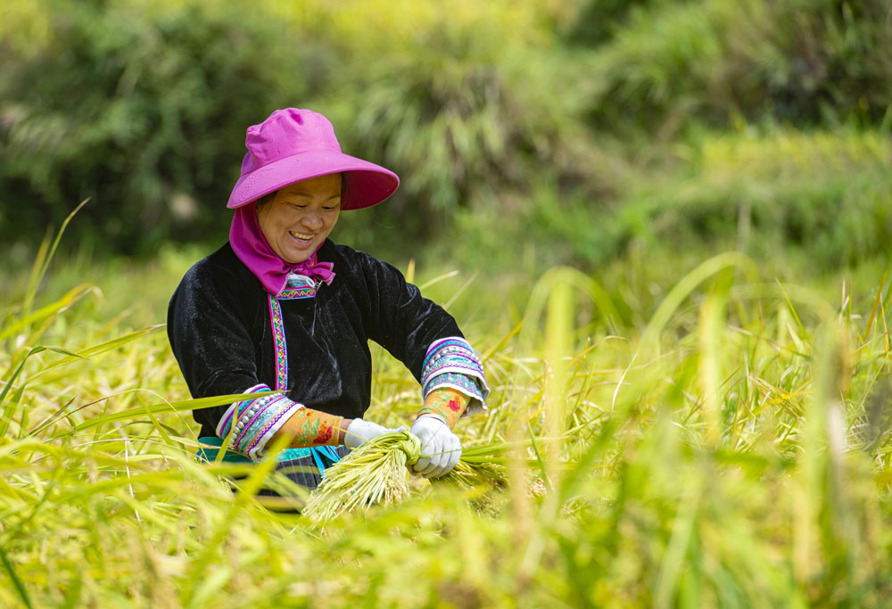 贵州省从江县高增乡占里村的村民在田间收割糯稻谷，乡村田园一片繁忙景象。（卢忠南 摄）