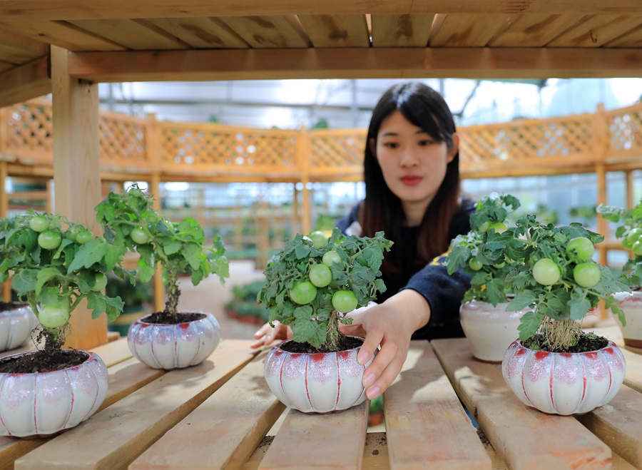 花农在整理蔬菜盆景。丁华明摄