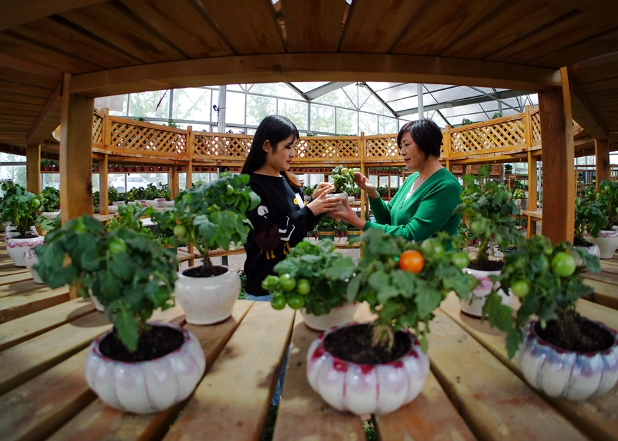 在沙河村“花音畔”蔬菜盆景直播基地，花农们在做直播前准备。丁华明摄