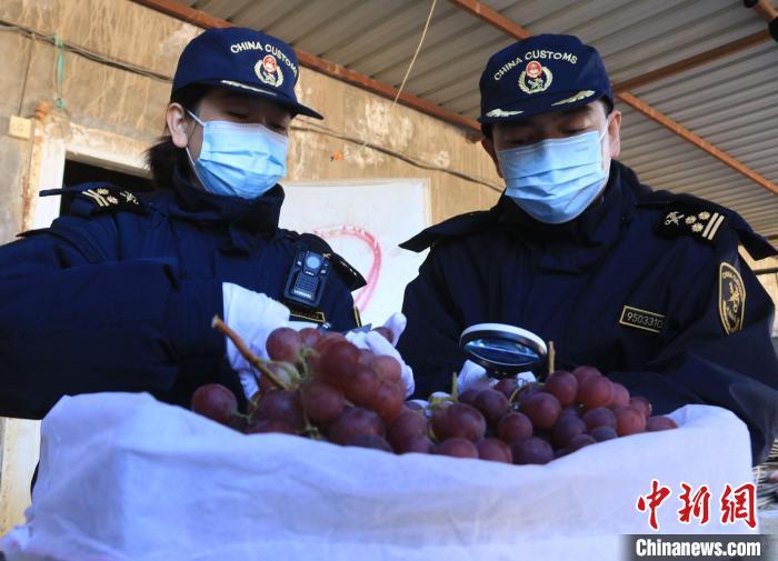 图为兰州海关所属敦煌机场海关对出口的敦煌葡萄进行查验。(资料图) 张晓亮 摄