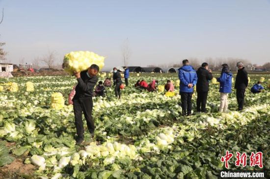 连日来，河南汝南县鑫芳生态农业公司在鹿邑县收购滞销蔬菜。　朱剑锋 摄