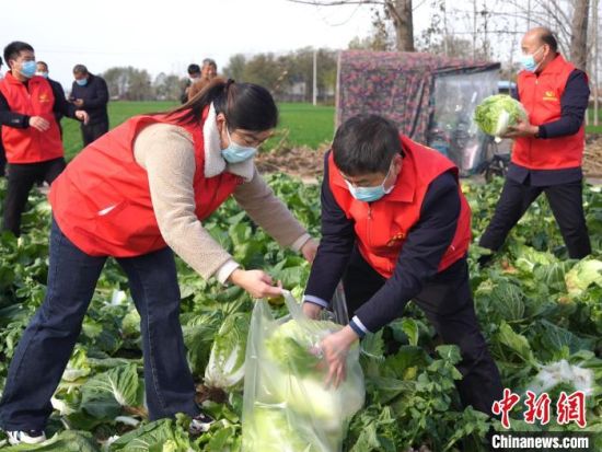 　11月30日，周口农商银行系统志愿者在当地收装白菜，一天内帮助菜农销销售蔬菜23万斤。　付永奇 摄