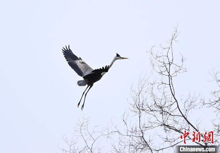 四川成都：苍鹭在湿地公园觅食嬉戏