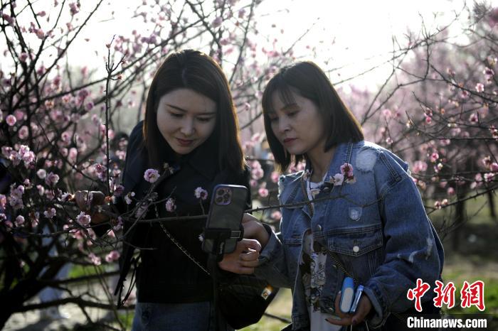 图为市民在梅园内自拍留念。　高铖 摄