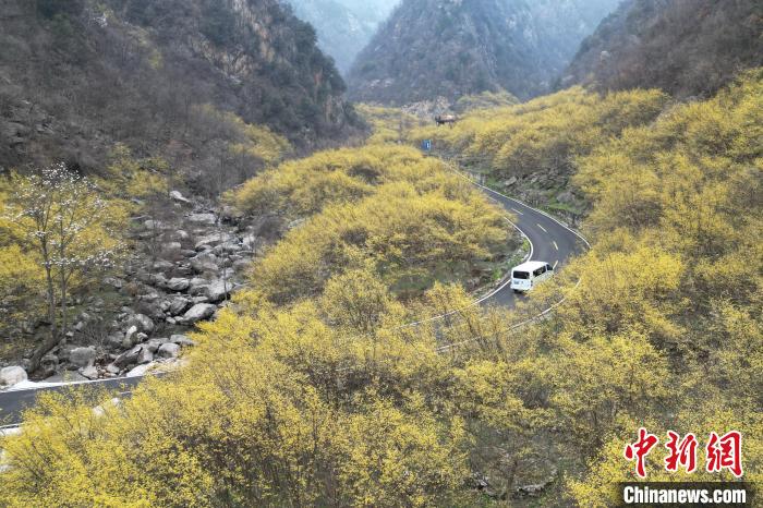 河南西峡：山茱萸花开金灿灿