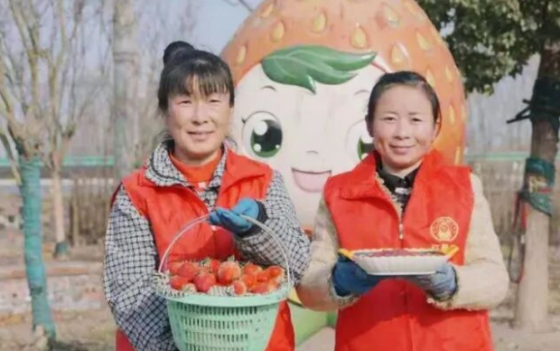 小草莓如何做成百亿大产业？安徽这座小城给出答案